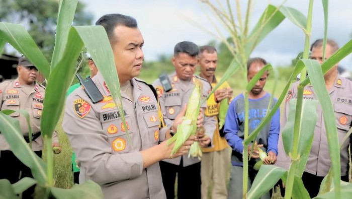 Kapolres Tarakan AKBP Erwin S Manik saat panen jagung di Kelurahan Juata Permai, Kota Tarakan