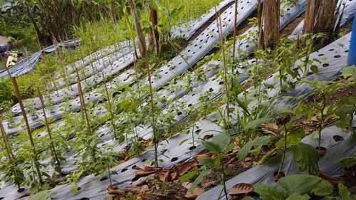 Kebun KWT Kota Pala di Desa Dauh Peken, Tabanan, Bali, Minggu (2/3/2025). Kebun seluas 6,7 are itu ditanami beragam sayuran.