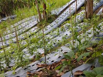 Bibit KWT Kota Pala untuk Ketahanan Pangan Desa Dauh Peken