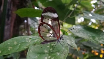 Foto kupu-kupu dengan sayap transparan. Foto: Mijaafa via Bored Panda
