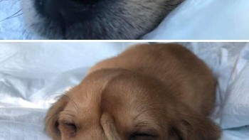 Anjing dengan ekor ekstra di bagian dahi. Foto: dog_rates via Bored Panda