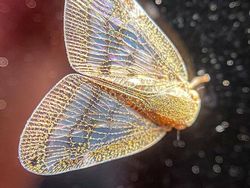 Kumpulan Foto yang Tak Disangka Benar-benar Ada, Unik Juga