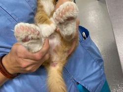 Kumpulan Foto yang Tak Disangka Benar-benar Ada, Unik Juga