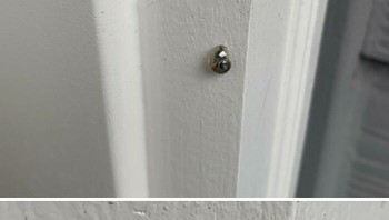 Rumah siput yang cangkangnya clear. Foto: ilovesl*ts via Bored Panda