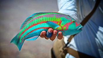 Ikan warna-warni di Christmas Island, teritorial luar Australia. Foto: Earl Harper / Harper Studios via Bored Panda