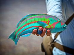 Kumpulan Foto yang Tak Disangka Benar-benar Ada, Unik Juga