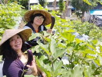 Ketahanan Pangan ala KWT Kota Pala