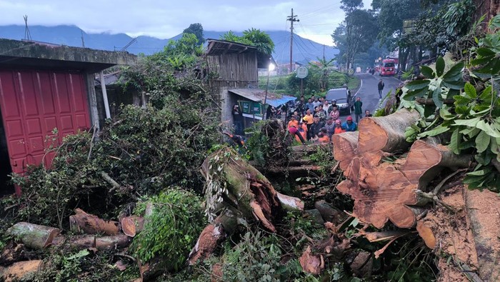 Pohon tumbang tutup jalur wisata Wonosobo-Dieng di Desa Sendangsari Kecamatan Garung.