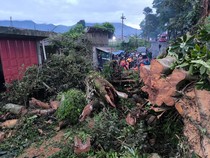 Pohon Tumbang Tutup Jalur Wisata Wonosobo-Dieng Pagi Ini