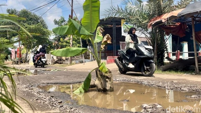 Potret aksi warga Desa Pondoh, Kecamatan Juntinyuat, Kabupaten Indramayu taham pohon pisang di jalan rusak