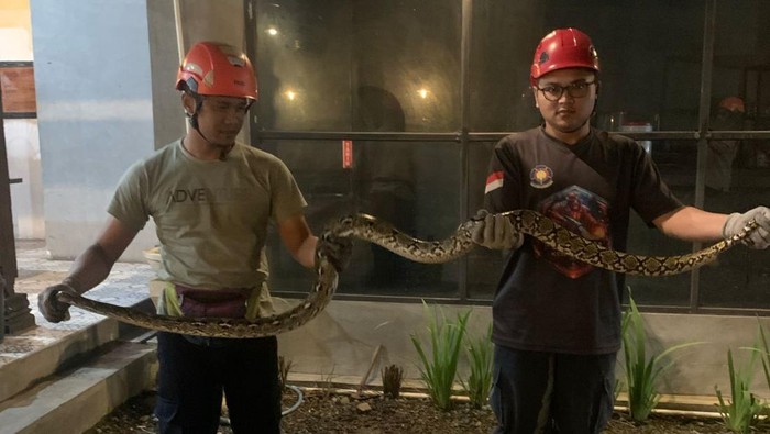 Petugas Damkar Sleman mengevakuasi ular sanca kembang yang berkeliaran di area resto di Mlati, Sleman, Kamis (3/4) malam.