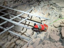 Wujud Kecoak Cyborg Dikerahkan Cari Korban Reruntuhan Gempa Myanmar