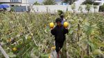 Mengintip Budi Daya Melon di Lahan Terlantar Banda Aceh