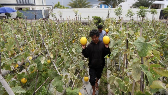 Mengintip Budi Daya Melon di Lahan Terlantar Banda Aceh Petani memilih buah melon premium jenis Golden Alisha hasil budidaya untuk dipanen di lahan terlantar perkotaan, desa Milo, Banda Aceh, Aceh, Sabtu (5/4/2025). Budidaya buah melon premium janis Golden Alisha di area seluas 700 meter persegi itu mampu memproduksi dua ton buah melon sekali panen yang dijual Rp20.000 per kilogram. ANTARA FOTO/Irwansyah Putra/YU