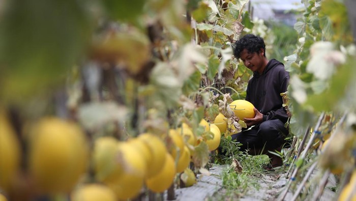 Mengintip Budi Daya Melon di Lahan Terlantar Banda Aceh Petani memilih buah melon premium jenis Golden Alisha hasil budidaya untuk dipanen di lahan terlantar perkotaan, desa Milo, Banda Aceh, Aceh, Sabtu (5/4/2025). Budidaya buah melon premium janis Golden Alisha di area seluas 700 meter persegi itu mampu memproduksi dua ton buah melon sekali panen yang dijual Rp20.000 per kilogram. ANTARA FOTO/Irwansyah Putra/YU