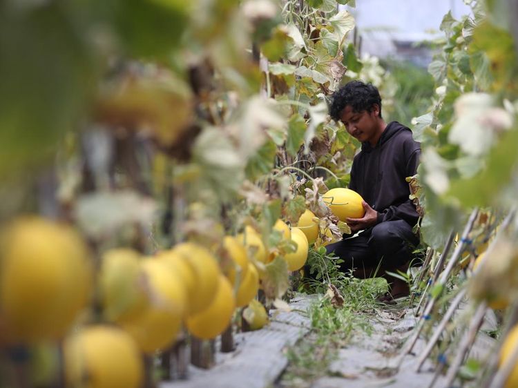 Mengintip Budi Daya Melon di Lahan Terlantar Banda Aceh