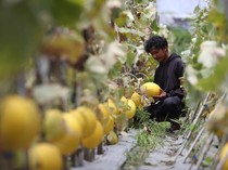 Mengintip Budi Daya Melon di Lahan Terlantar Banda Aceh