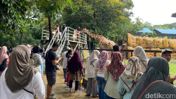 Pengunjung KBS cukup ramai di masa libur Lebaran 2025. Meski hujan diperkirakan lebih dari 12 ribu orang berkunjung ke kebun binatang ini.