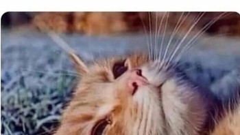 Tidak kunjung mendapatkan soulmate karena tidak punya soul sendiri. Foto: eat_trsh via Bored Panda