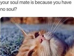 Ragam Meme Absurd Soal Kehidupan, YOLO!