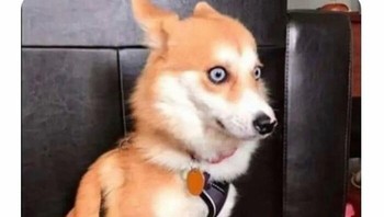 Anjingnya ikutan kaget. Foto: eat_trsh via Bored Panda