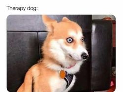 Ragam Meme Absurd Soal Kehidupan, YOLO!