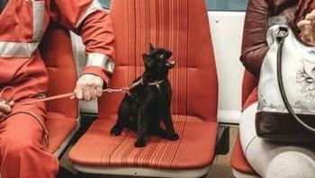 Emotional support cat, kata netizen. Foto: eat_trsh via Bored Panda