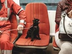 Ragam Meme Absurd Soal Kehidupan, YOLO!