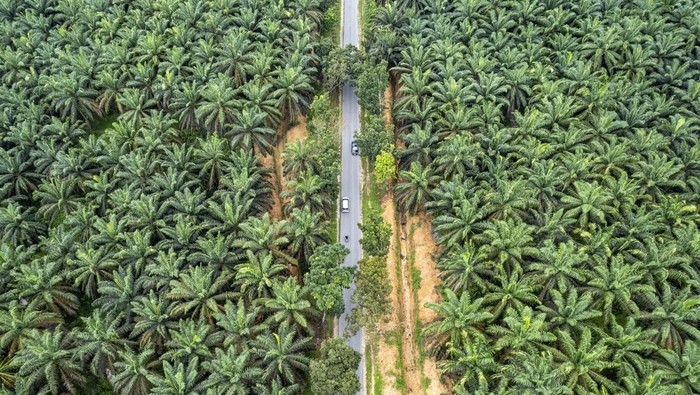 Foto udara kendaraan melintasi jalur alternatif Jambi-Sumbar via Ness di Bajubang, Batanghari, Jambi, Minggu (6/4/2025). Arus lalu lintas kendaraan pada H+5 Lebaran di jalan tersebut terpantau ramai lancar meski meningkat dibanding hari sebelumnya dengan didominasi kendaraan roda empat. ANTARA FOTO/Wahdi Septiawan/nz.