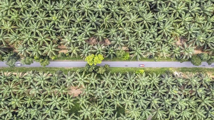 Foto udara kendaraan melintasi jalur alternatif Jambi-Sumbar via Ness di Bajubang, Batanghari, Jambi, Minggu (6/4/2025). Arus lalu lintas kendaraan pada H+5 Lebaran di jalan tersebut terpantau ramai lancar meski meningkat dibanding hari sebelumnya dengan didominasi kendaraan roda empat. ANTARA FOTO/Wahdi Septiawan/nz.