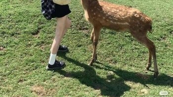 Tolong edit hewan-hewannya lebih banyak agar lebih hidup dan estetik Foto: Boredpanda