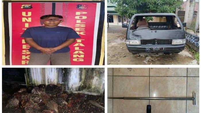 Marsik (40) pelaku pencurian puluhan buah sawit ditangkap polisi.