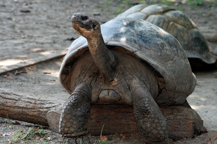 Mommy, kura kura Galapagos yang berusia sekitar 100 tahun.