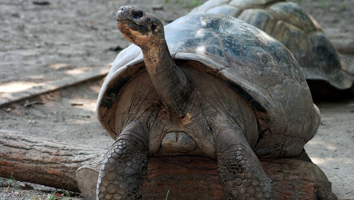 Mommy, kura kura Galapagos yang berusia sekitar 100 tahun.