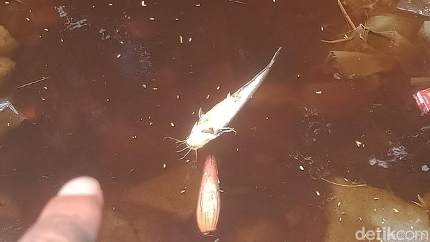 Air di saluran irigasi Desa Kalangan, Kecamatan Pedan tercemar limbah TPA Troketon.