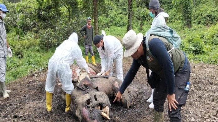 Bangkai Gajah Sumatera yang ditemukan di areal perkebunan di Langkat. (Dok BBTNGL)