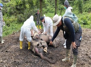 Menanti Terungkapnya Penyebab Kematian Gajah Sumatera di Perkebunan Langkat