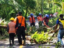 Dahan Pohon di Jalur Menuju Pura Besakih Dipangkas Jelang Upacara IBTK