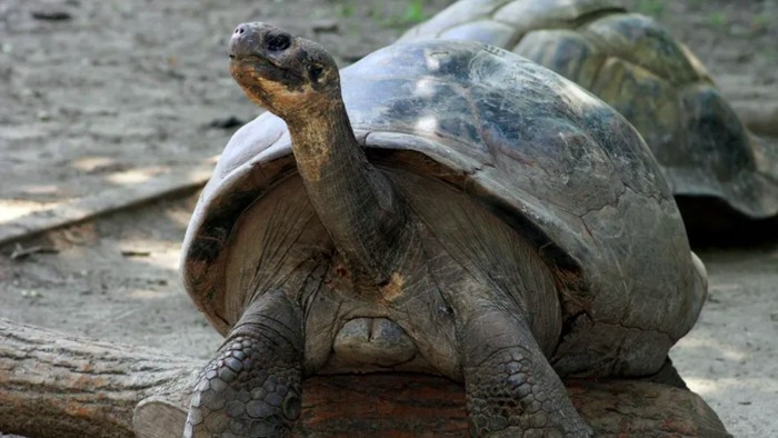 Kura-kura raksasa di Philadelphia Zoo berusia 100 tahun