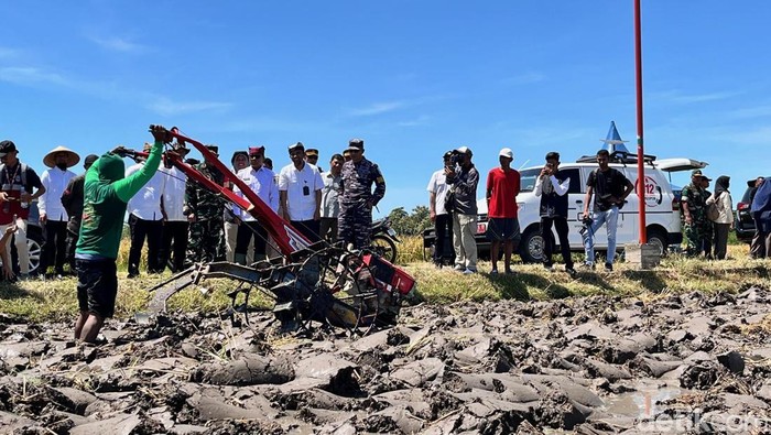 Panen padi di Banyuwangi