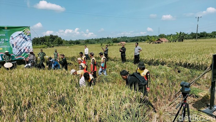 Panen raya di Purwakarta.