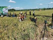 Bupati Purwakarta Ngarit Padi Bareng Warga di Campaka