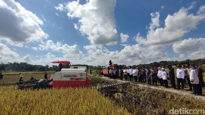 Panen raya padi di Kedungsari, Pengasih, Kulon Progo, Senin (7/4/2025).