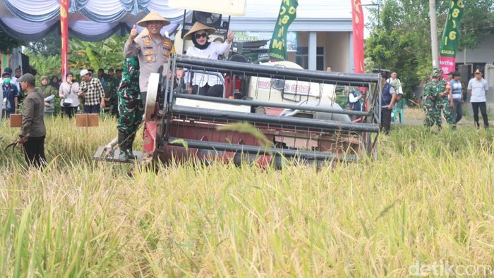 Panen raya padi di Tarik, Sidoarjo