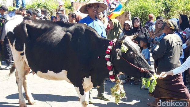 Penampakan sapi yang ikut diarak saat syawalan di Boyolali, Senin (7/4/2025).