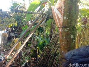 Diterpa Angin Kencang, Pohon Tumbang Rusak Dua Rumah di Tasikmalaya