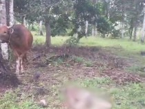 Tragis Pria Tewas Terlilit Ikat Sapi Peliharaannya, Badan Penuh Luka