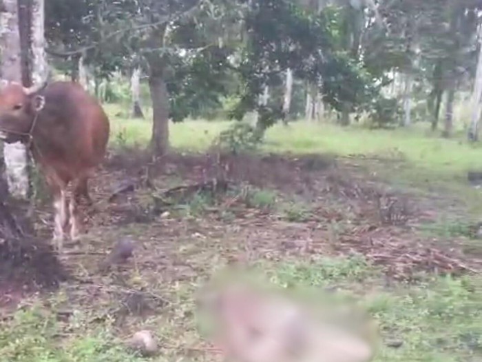 Pria di Luwu Timur tewas terseret tali ikatan sapi peliharaannya.