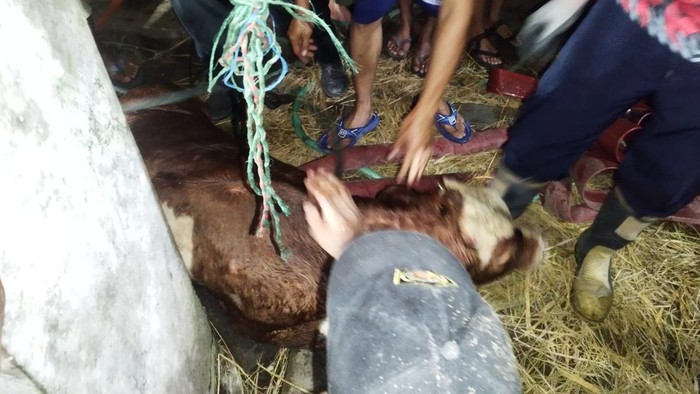 Proses evakuasi anak sapi tercebur sumur di Ngaglik, Sleman, Minggu (6/4/2025) malam.