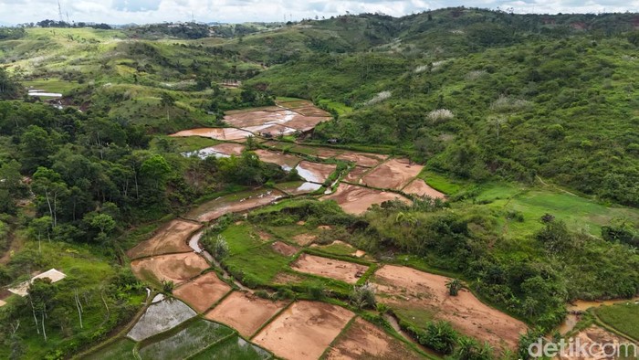 Sawah tercemar di Cihaur, Kabupaten Sukabumi.